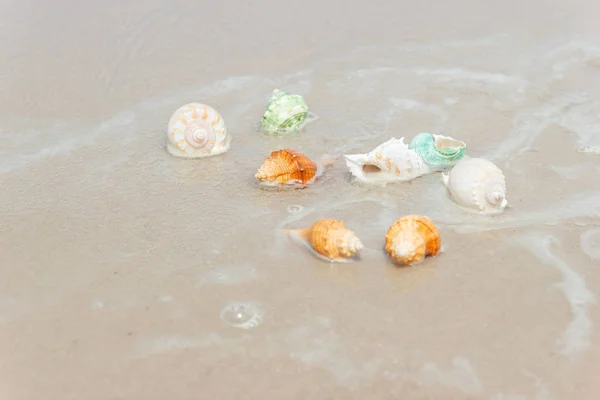 Strand zomer met schelpen op zandstrand met zandstrand — Stockfoto