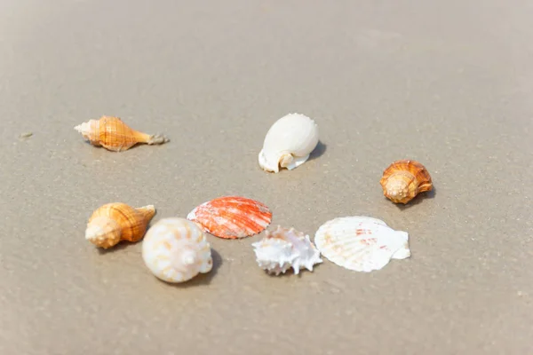 Strand zomer met schelpen op Sandy met zandstrand achtergrond — Stockfoto