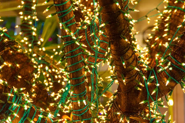 Decorative outdoor string lights hanging on tree in the garden at night time festivals season - decorative Christmas lights - happy new year