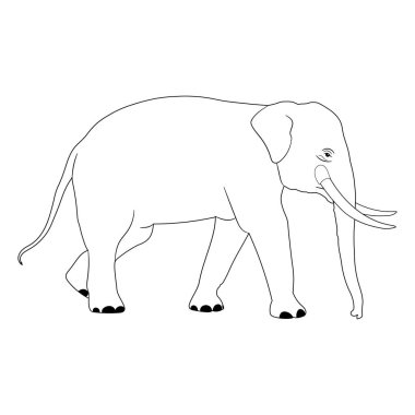 fil Asya yürüyüş, grafik tasarım vektör anahat Çizim beyaz arka plan izole