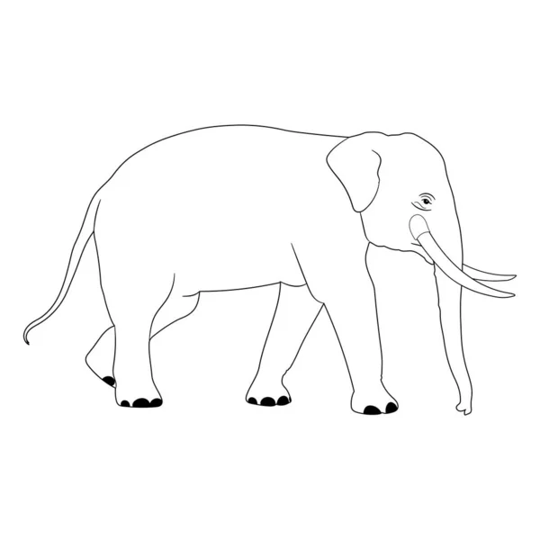 Elefante Ásia Andando Gráficos Disign Vector Esboço Ilustração Isolada Fundo —  Vetores de Stock