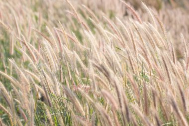 Rüzgarda esen doğal çiçek otları. 