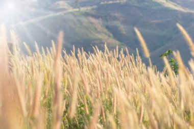 Doğal çiçek çimi B dağıyla rüzgarda savruluyor.