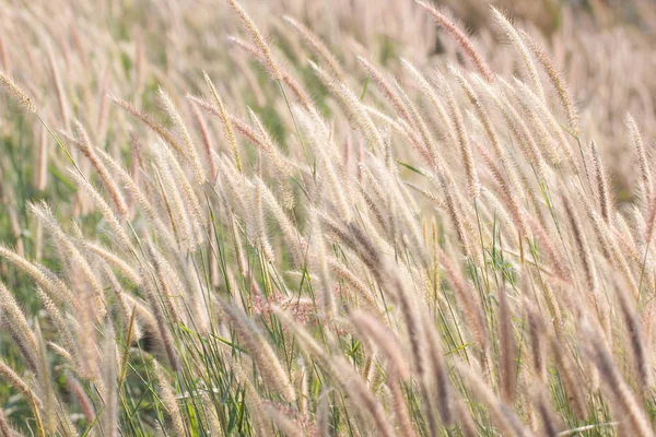 Natuurlijke bloem Gras waait in de wind beweging — Stockfoto