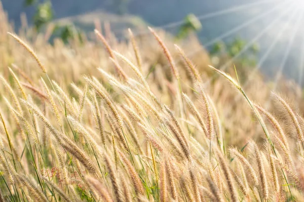 Natürliche Blume Gras weht im Wind Bewegung mit Berg — Stockfoto