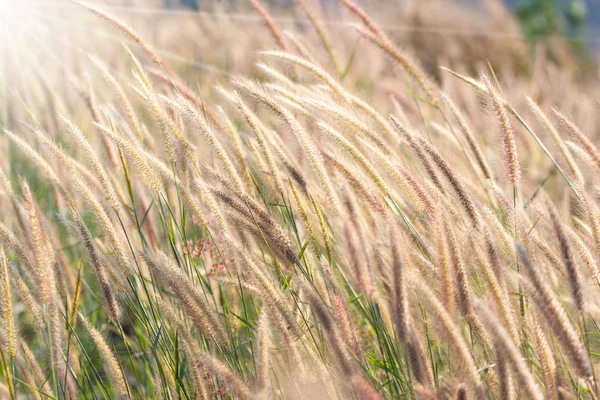自然花風に吹かれる草 — ストック写真