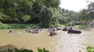 Tayland 13 Ekim 2019 Tayland Fil Koruma Merkezi - Tayland Fil Hamamı, soğutma için fil banyosu gibi etkinlikler Kuzey Tayland 'da bir turizm merkezidir.