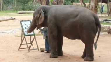 Lampang, Tayland - 13 Ekim 2019 - Tayland Fil Koruma Merkezi 'nin (Tecc) resim ağacı çerçevesinde fil resmi, Mahoutlar fillerin nasıl eğitileceğini gösteriyor 