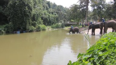 Lampang Tayland 13 Ekim 2019: Tayland Fil Koruma Merkezi - Soğutmak için fil banyosu gibi etkinlikler Tayland 'ın kuzeyinde bir turizm merkezi.