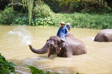 Doğal olarak Fil Hamamı etkinlikleri serinlemek için fil banyosu gibidir.  