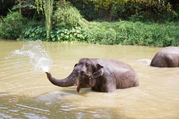 Les bébés éléphants jouent dans l'eau avec un bain d'éléphants amusant pour se rafraîchir — Photo