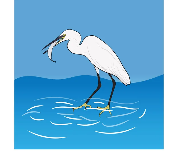 Eastern Great Egret Eating Fish Mount Illustrazioni Vettoriali — Vettoriale Stock