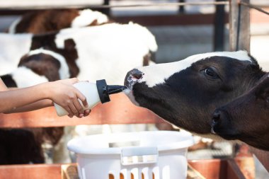 Closeup - Thail'de süt şişesinde elle beslenen bebek