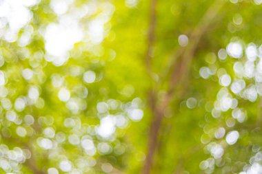 Arkaplan için ağaç soyut bulanık bokeh ışığı