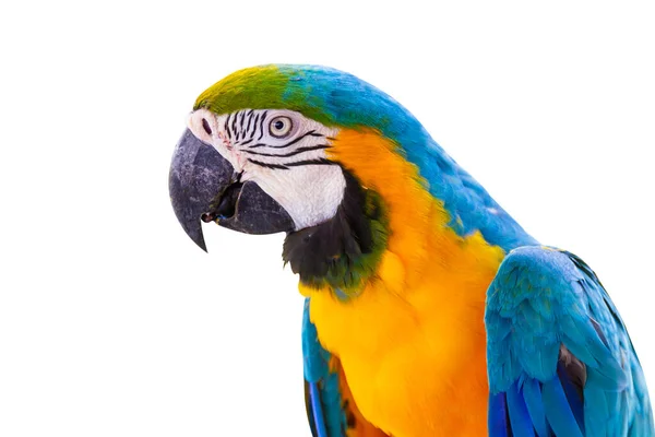 Kuş Mavisi Sarı Papağanı Izole Edilmiş Beyaz Arkaplan — Stok fotoğraf