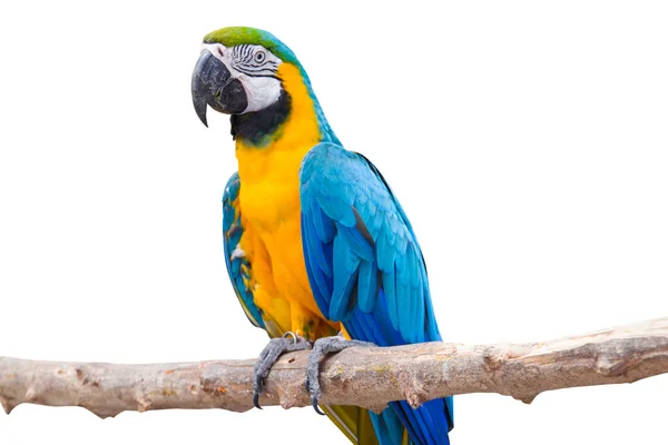 Bird Blue Yellow Macaw Στέκεται Κλαδιά Απομονωμένο Λευκό Φόντο — Φωτογραφία Αρχείου