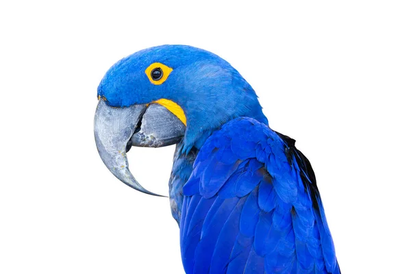 Κοντινό Πλάνο Bird Blue Παπαγάλος Μακάο Απομονωμένο Λευκό Φόντο — Φωτογραφία Αρχείου