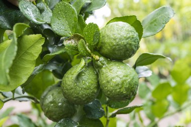Taze Bergamot 'lar ve ağaçtaki yapraklar meyveli su damlalarıyla, bitkisel bergami Aroma