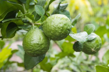 Taze Bergamot 'lar ve ağaçtaki yapraklar meyveli su damlalarıyla, bitkisel bergami Aroma