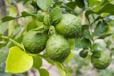 Taze Bergamot 'lar ve ağaçtaki yapraklar meyveli su damlalarıyla, bitkisel bergami Aroma