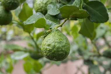 Taze Bergamot 'lar ve ağaçtaki yapraklar meyveli su damlalarıyla, bitkisel bergami Aroma