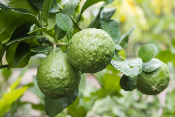 Bergamotas Frescas Hojas Árbol Con Gotas Agua Sobre Ellas Afrutadas —  Fotos de Stock