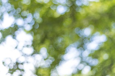 Arkaplan görüntüsü olarak ağaçların arasından ışık saçan doğanın soyut bulanıklığı.