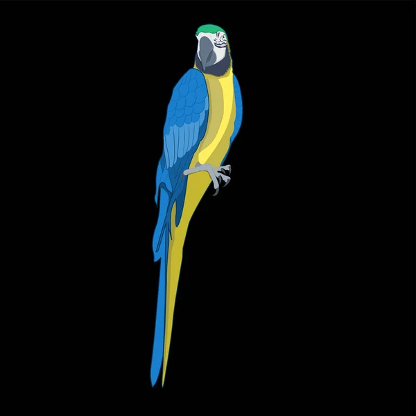 鳥の青と黄色のマコーベクトルのイラストは黒の背景を隔離します — ストックベクタ