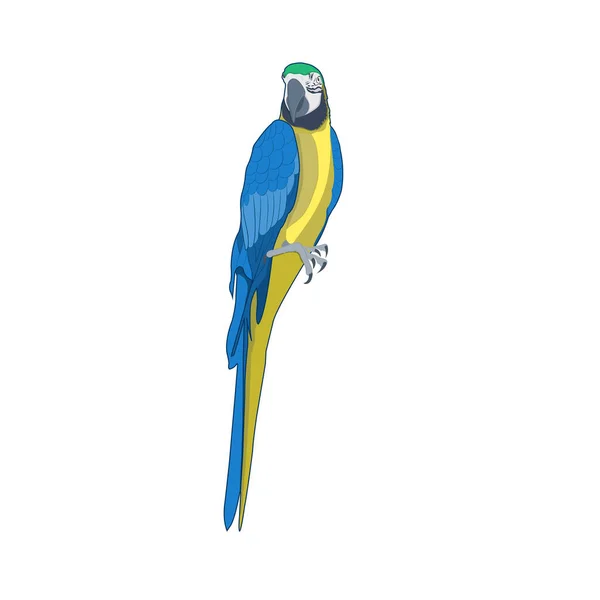 Uccello Blu Giallo Macaw Vettore Illustrazione Isolare Sfondo Bianco — Vettoriale Stock