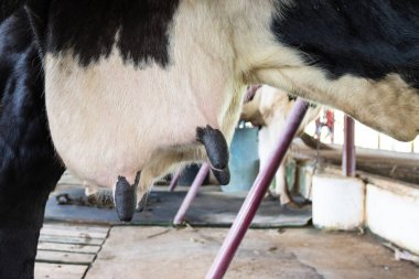 Süt çiftliğinde duran genç inek sütü. 