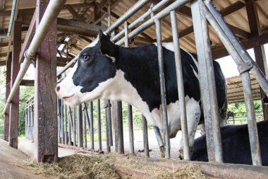 Çiftlikteki inekler inek ahırında saman yiyorlar. 