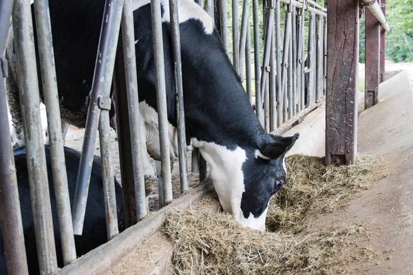 Vacas Una Granja Comiendo Heno Establo Una Granja Lechera —  Fotos de Stock