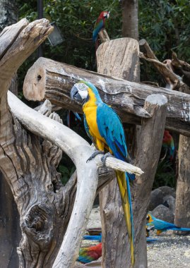 Dalların üzerinde duran Mavi ve Sarı Papağan.