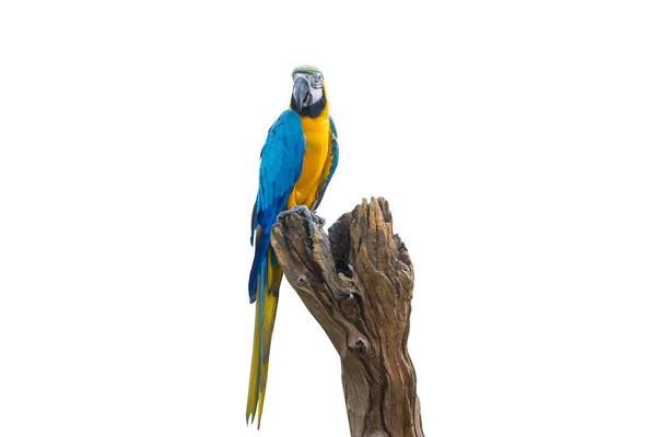 Pájaro Guacamayo Azul Amarillo Pie Sobre Ramas Aisladas Fondo Blanco —  Fotos de Stock