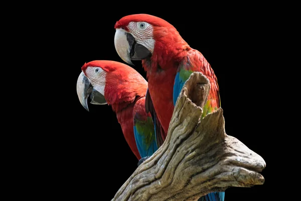 Dois Pássaro Red Macaw Ramo Isolado Fundo Preto — Fotografia de Stock