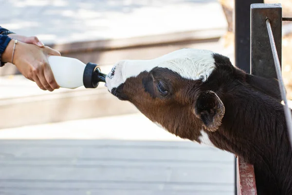 Bebe Vache Se Nourrissant Au Biberon A La Main Veau Pays Stock Photo Bebe Vache Se Nourrissant Au Biberon A La Main Veau Pays Stock Photo