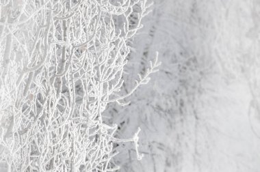 Ağaç dalları kış gününde taze karla kaplı. Doku beyaz doğa.