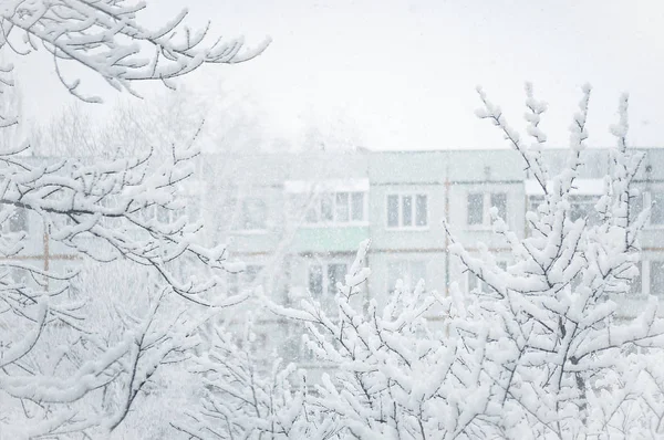 Листопада 2018 Воронезького Росії Гілки Покриті Свіжого Снігу Зимовий День — стокове фото