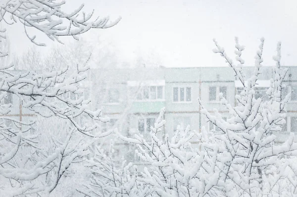 November 2018 Voronezh Ryssland Trädgrenar Täckt Med Nysnö Vinterdag Panelen — Stockfoto