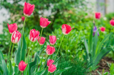 Bahar bahçe çiçek pembe laleler.
