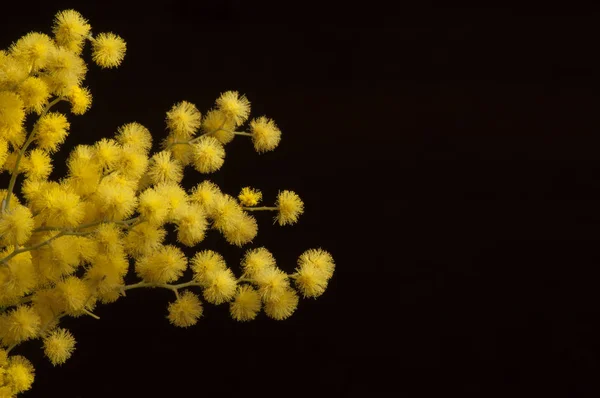 Жовті бруньки мімози на темно-коричневому фоні . — стокове фото