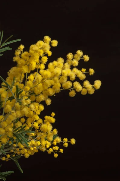 Brotes de mimosa amarilla sobre fondo marrón oscuro . —  Fotos de Stock