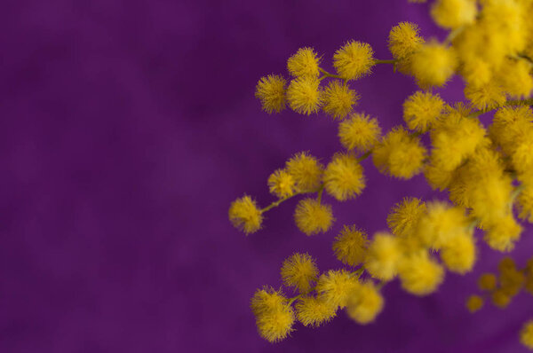 Yellow mimosa buds on a purple background.