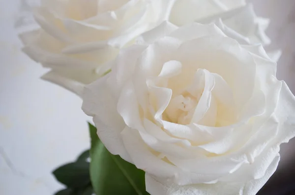 白色玫瑰芽关闭在白色背景. — 图库照片
