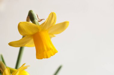 Beyaz arka planda sarı Narcissus çiçekler.