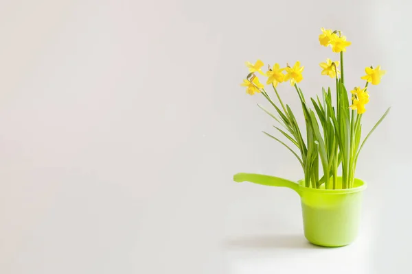 Yellow narcissuses in a bright green bailer — Stock Photo, Image