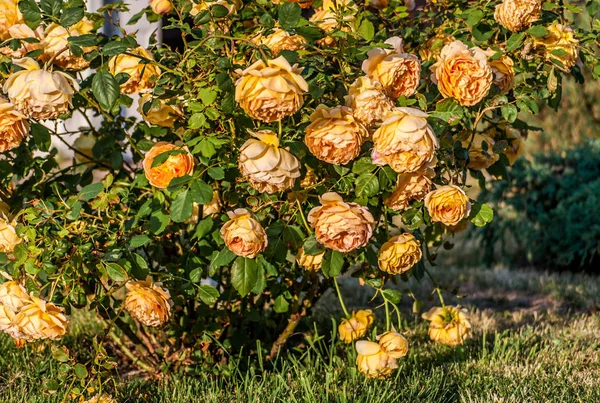 Beautiful blooming yellow shrub roses bushes.on summer. — Stock Photo, Image