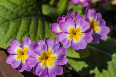 Genç pembe çuha çiçeği buketi büyüyor.