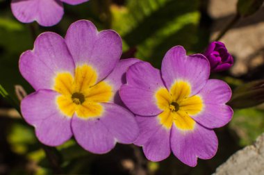 Genç pembe çuha çiçeği buketi büyüyor.