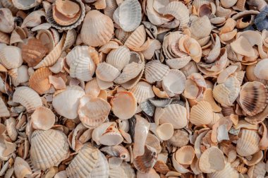 Azak denizi sahilinde düzensiz likte yatan bir sürü deniz kabuğu.